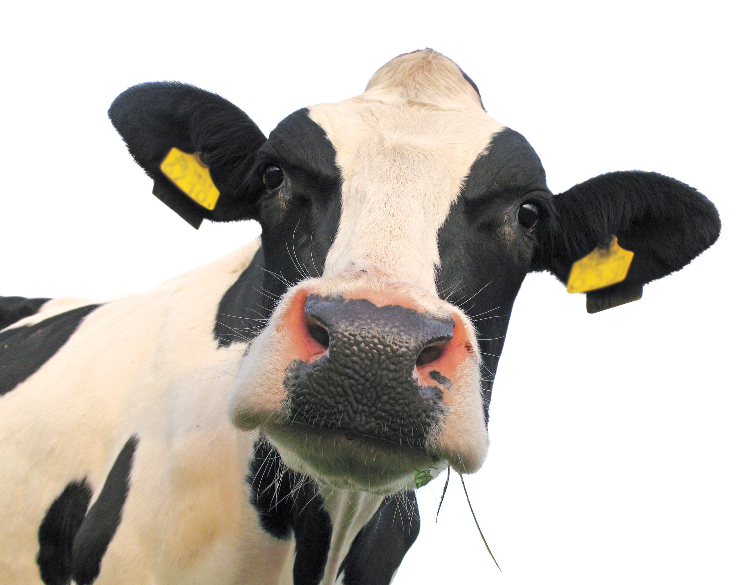 Insémination des vaches en période de transition et stress métabolique